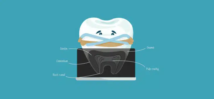 Graphic of a tooth showing anatomy